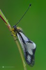 Libelloides coccajus ([Denis &amp; Schiffermller], 1775