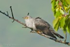 Cuculo (Cuculus canorus) Cuculo (Cuculus canorus)
