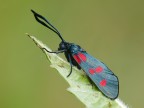 zygaena zygaena