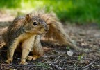 Squirrel Squirrel