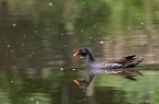 gallinella d'acqua gallinella d'acqua