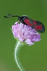 Zygaena Zygaena