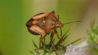 cimice cimice