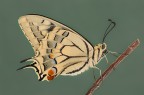 Macaone (Papilio machaon Linnaeus, 1758)
Dati exif:
ISO 100 - f/13 - 1 sec. - luce naturale - cavalletto - scatto remoto

[url=http://img6.imageshack.us/img6/5035/macaonehr2100.jpg] Alta risoluzione [/url]

Graditi commenti e critiche.

Max