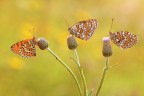 Le Tre Sorelle Le Tre Sorelle