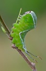 Cerura vinula-Bruco Cerura vinula-Bruco