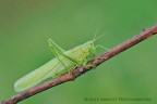 Tettigonia viridissima Tettigonia viridissima