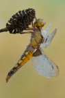 Libellula depressa ( maschio immaturo ) Libellula depressa ( maschio immaturo )