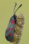 Zygaena Filipendulae Zygaena Filipendulae