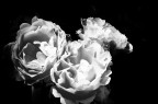 white flowers