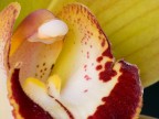 Orchidea - Dettaglio Orchidea - Dettaglio
