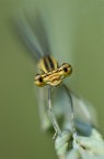 libellula libellula