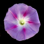 *** Sfumature stellari *** *** Sfumature stellari ***