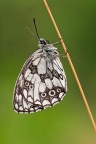 Melanargia Melanargia