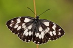 Melanargia Melanargia