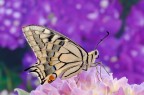 Papilio tra i fiori ...
Dati exif:
ISO 100 - f/14 - 1,3 sec. - luce naturale - cavalletto - scatto remoto


[url=http://img268.imageshack.us/img268/2762/papiliotraifiorihr2000.jpg] Alta risoluzione [/url]

Graditi commenti e critiche.

Max