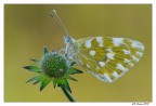 Pontia edusa Pontia edusa
