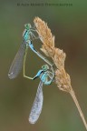 Ischnura elegans Ischnura elegans