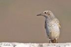 Codirossone (Monticola saxatilis) Codirossone (Monticola saxatilis)