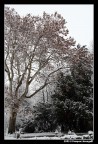 al parco dopo una nevicata 2 al parco dopo una nevicata 2