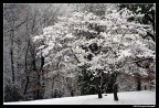 al parco dopo una nevicata 3 (cotone o neve ?)