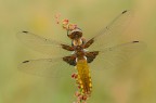 Libellula depressa ( femmina ) Libellula depressa ( femmina )