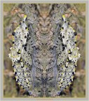 Crisalide e pareidolia riv. 2012