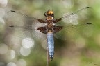 Libellula depressa Libellula depressa