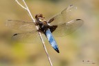 Altro scatto della medesima Libellula depressa.

100mm macro, f/10,1/80s, ISO 200, exp +0.3, flash 1/16

[url=http://postimage.org/image/oam5nqxsf/full]Versione 2400px[/url]