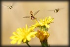 Scattata nel parco delle Groane a Ceriano Laghetto, ho tenuto la maf puntata fissa sul fiore posatoio.....

Davide Morellini