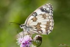 Chi mi d una mano con l'identificazione?
Si tratta sicuramente di Melanargia ma non mi pare una Galatea...

f/8, 1/250s, ISO 200, exp -1.0, flash 1/16, mano libera
[url=http://postimage.org/image/8qerx7nnz/full]Versione 2400px[/url]