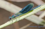 libellula libellula