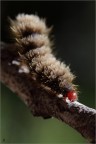 Bruco peloso Bruco peloso