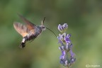 Macroglossum stellatarum Macroglossum stellatarum