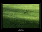 Solitario nel verde Solitario nel verde