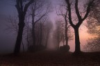 nella nebbia del mattino nella nebbia del mattino