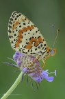 Melitaea didyma (Esper 1779) Melitaea didyma (Esper 1779)