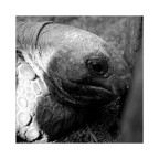 Pensieri... Pensieri...