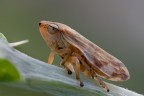 cicadella cicadella