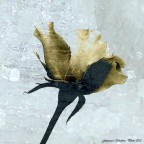 Intrappolata nel ghiaccio Intrappolata nel ghiaccio