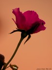 Rosa-al-tramonto-... Rosa-al-tramonto-...