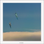 Insieme... Insieme...