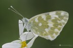 Pontia edusa (Fabricius, 1777) Pontia edusa (Fabricius, 1777)