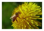bzzz