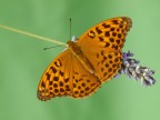 argynnis paphia argynnis paphia