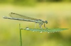platicnems pennipes