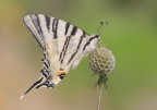 Podalirio "Iphiclides podalirius" Podalirio "Iphiclides podalirius"