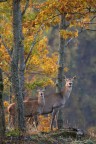 mamma cervo e piccolo mamma cervo e piccolo
