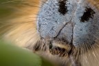 Malacosoma neustria Ritratto R.R. 4:1 Malacosoma neustria Ritratto R.R. 4:1