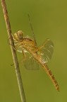 Orthetrum coerulescens Orthetrum coerulescens